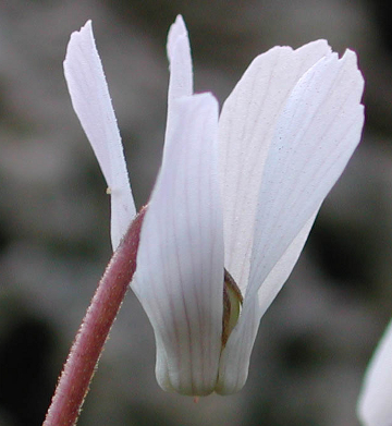 Cyclamen intaminatum 